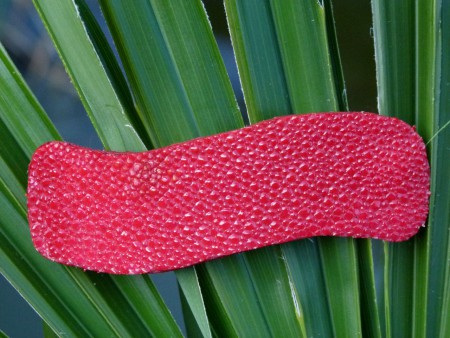 Cuir galuchat