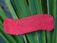 Barrette cheveux - Ref: BC002GR